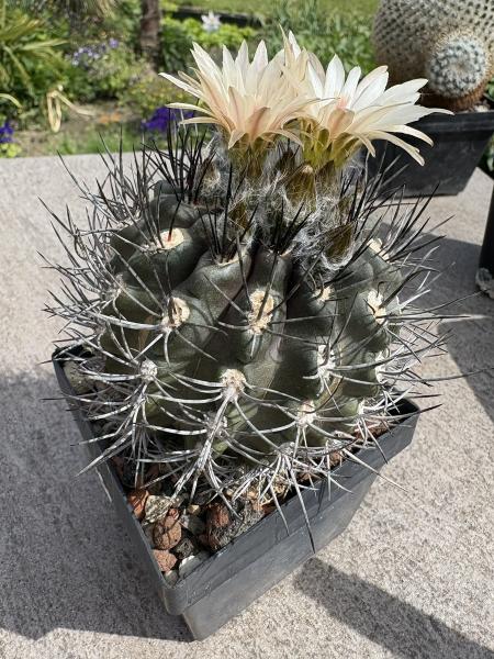 Eriosyce paucicostata